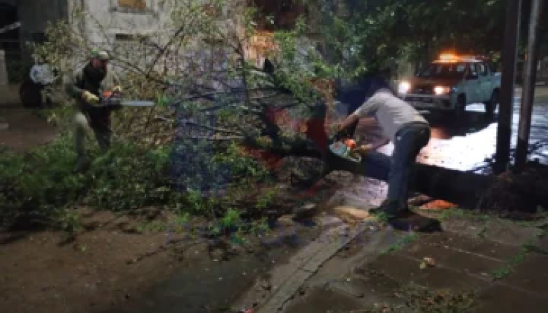 Se cayó un árbol en 57 y 32