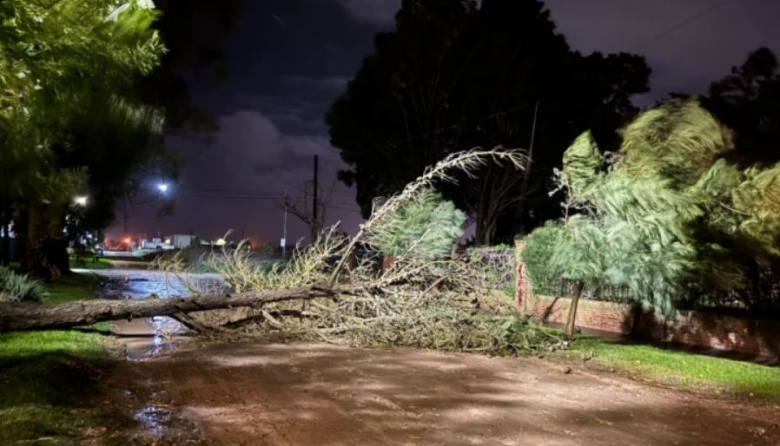 Árboles caídos en varios lugares de la ciudad