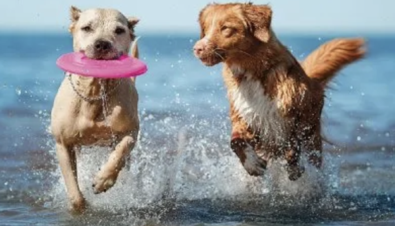 Día del Animal: cuáles son las razas de perros más tranquilas para tener en casa