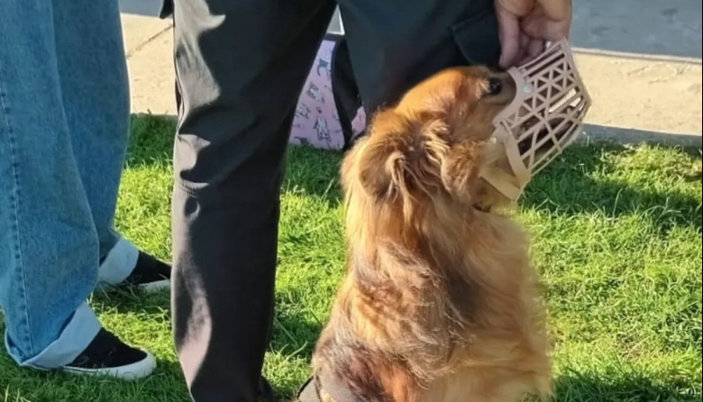 Ya tiene fecha y lugar la nueva jornada de Castración Masiva de mascotas