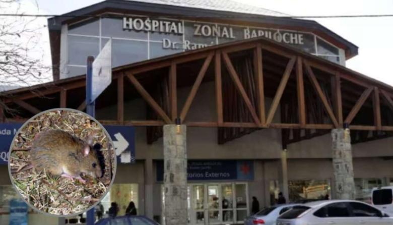 Hantavirus en Bariloche y un antecedente en crucero: refuerzan recomendaciones para prevenir contagios