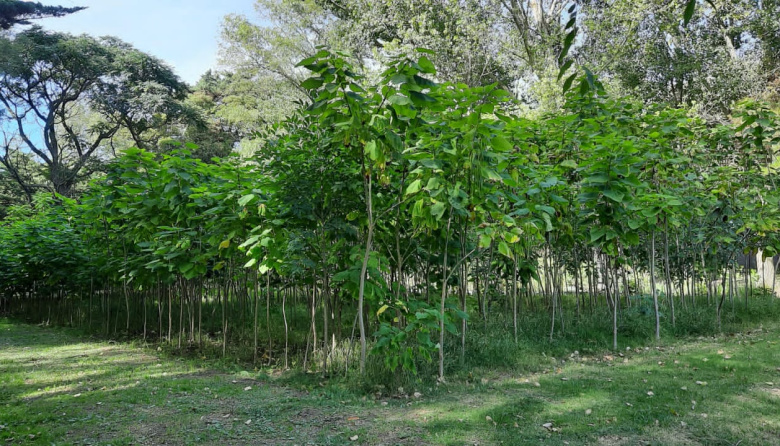 El Vivero Municipal abre una nueva entrega gratuita de ejemplares para fortalecer el arbolado urbano