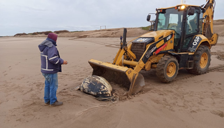 Hallaron en la costa una tortuga laúd sin vida e incorporarán el ejemplar a la colección científica del Museo
