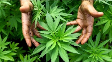 Lamadrid, el primer municipio en cultivar cannabis medicinal
