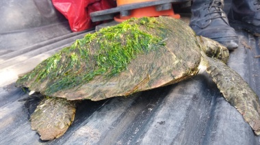 Defensa Civil rescató a un ejemplar de tortuga verde en la zona costera