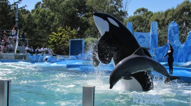 Presentan un proyecto para prohibir espectáculos de animales marinos en cautiverio