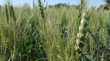 La "estación seca" se dilata y afecta irreversiblemente a cultivos como el trigo o la cebada