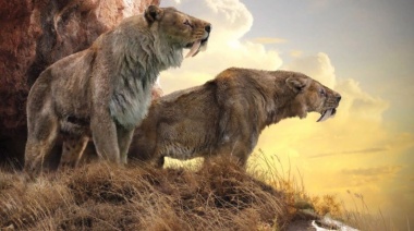 Encontraron el fósil de un Tigre Diente de Sable en Necochea