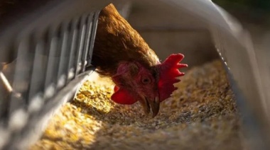 Por la aparición de la gripe aviar, los huevos no paran de aumentar