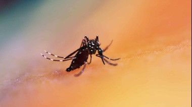 Ya son más de 16 mil los contagios de dengue confirmados en todo el país