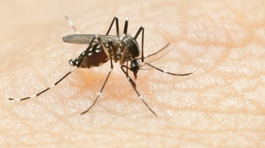 Se vienen registrando más de 200 casos autóctonos de Chikungunya en la provincia