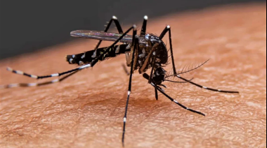 Necochea no suma casos de dengue al listado de 28 mil en todo el país
