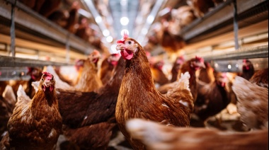 La gripe aviar acorrala al distrito de Necochea, donde todavía no hay casos