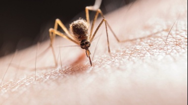 La curva de contagios del dengue sigue en baja luego del pico de principios de abril