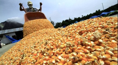 Oficializan el nuevo dólar agro para el maíz a 340 pesos