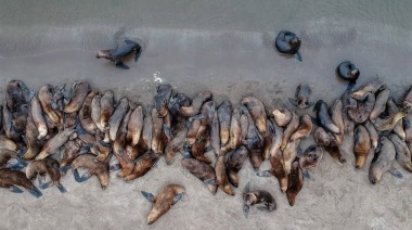 Cierran la Escollera por un posible foco de Influenza Aviar en la colonia de lobos
