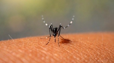 Los casos de dengue en la provincia aumentaron un 76% en una semana