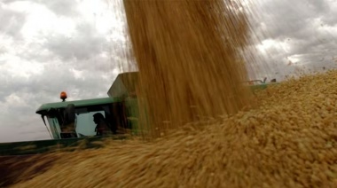 Se derrumbó el precio de la soja y volvió a tocar valores mínimos en cuatro año