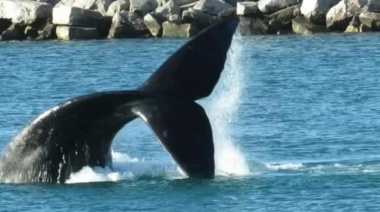 Récord de ballenas en Argentina y un nuevo imán turístico para Necochea