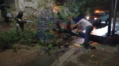 Se cayó un árbol en 57 y 32