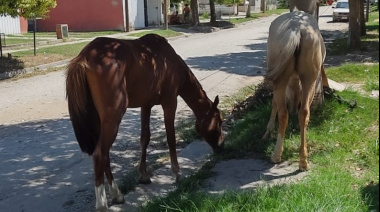 El Municipio refuerza la prevención por animales sueltos y recuerda sanciones vigentes