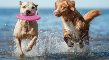 Día del Animal: cuáles son las razas de perros más tranquilas para tener en casa