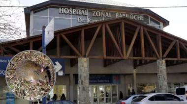 Hantavirus en Bariloche y un antecedente en crucero: refuerzan recomendaciones para prevenir contagios