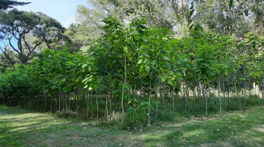 El Vivero Municipal abre una nueva entrega gratuita de ejemplares para fortalecer el arbolado urbano