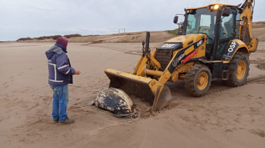 Hallaron en la costa una tortuga laúd sin vida e incorporarán el ejemplar a la colección científica del Museo