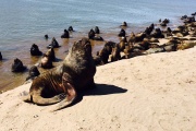 El Senasa confirmó que los lobos marinos muertos en Necochea tenían gripe aviar