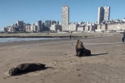 Por la gripe, ya murieron más de cien lobos marinos en las playas bonaerenses
