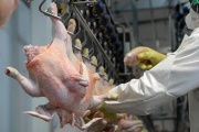 Mientras los lobos mueren, Argentina retoma el mercado aviar con la UE