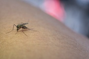 Se confirmaron los dos primeros casos importados de Dengue en Necochea