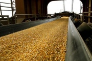 Bioseguridad: China abrió la exportación de maíz argentino