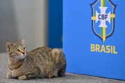 Los brasileños responsabilizan a un gato por su eliminación contra Uruguay