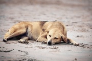 Día del Perro Callejero: se estima que más de 20 millones de animales no tiene hogar