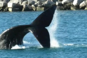 Récord de ballenas en Argentina y un nuevo imán turístico para Necochea