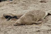 Nace un elefante marino en Puerto Quequén