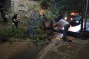 Se cayó un árbol en 57 y 32
