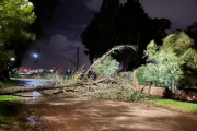 Árboles caídos en varios lugares de la ciudad
