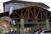 Hantavirus en Bariloche y un antecedente en crucero: refuerzan recomendaciones para prevenir contagios
