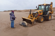 Hallaron en la costa una tortuga laúd sin vida e incorporarán el ejemplar a la colección científica del Museo